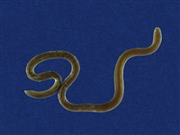 藏品(盲蛇)的圖片